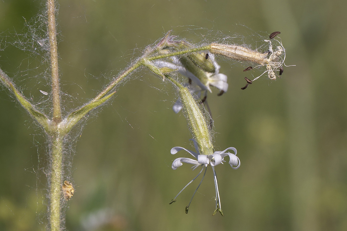 Image of Silene nutans specimen.