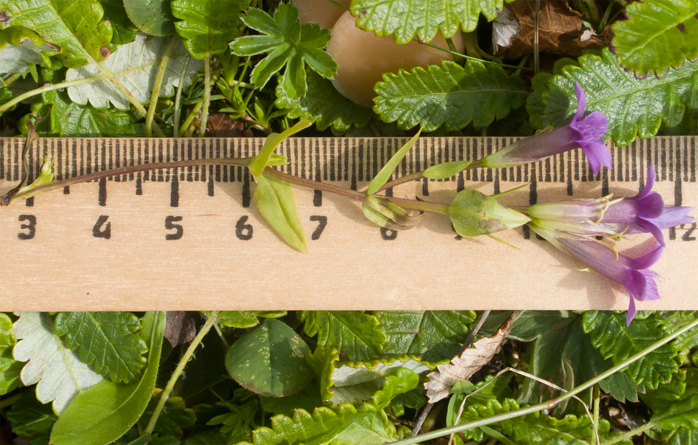 Image of Gentianella caucasea specimen.