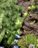 Omphalodes cappadocica