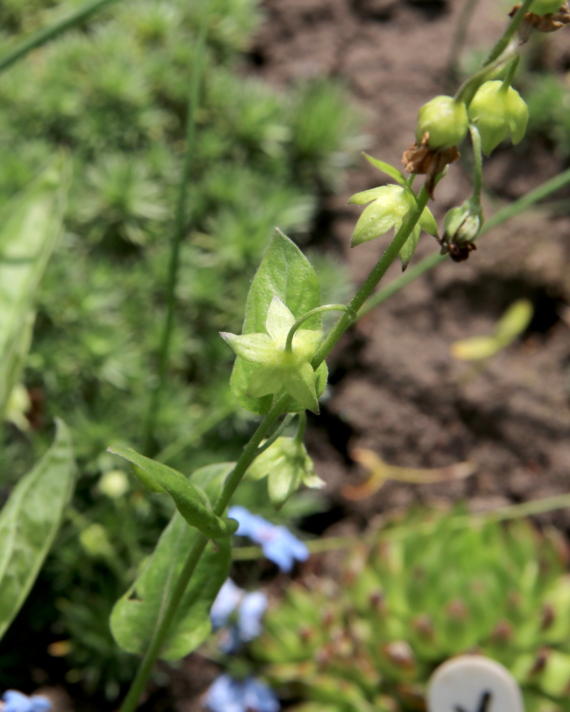 Изображение особи Omphalodes cappadocica.