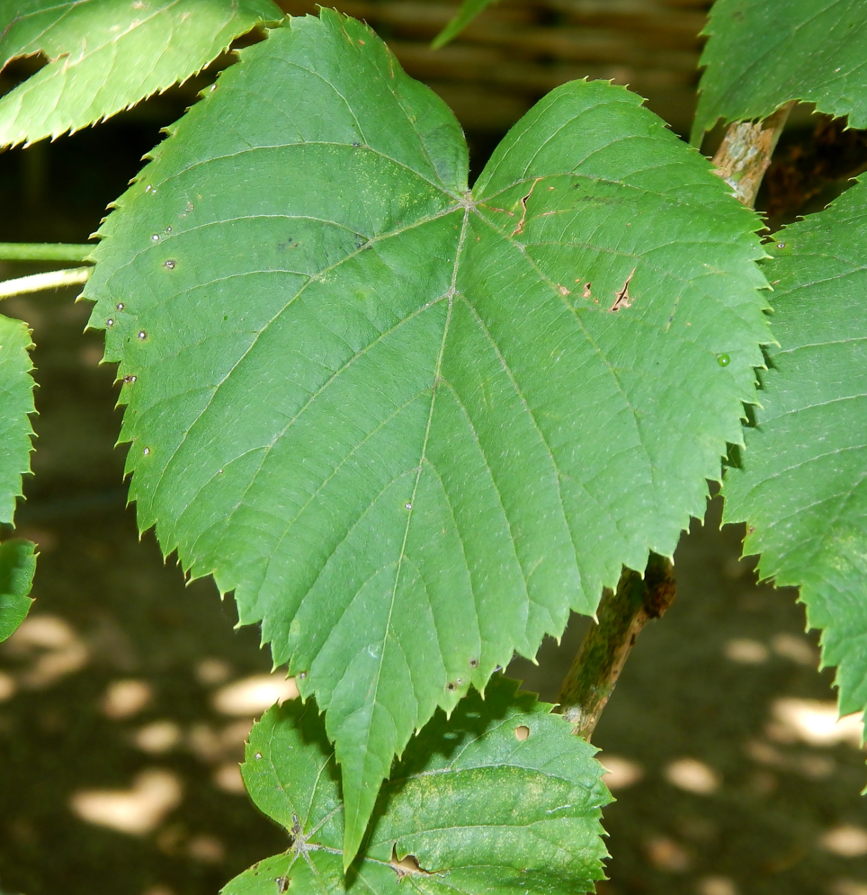 Image of Tilia begoniifolia specimen.