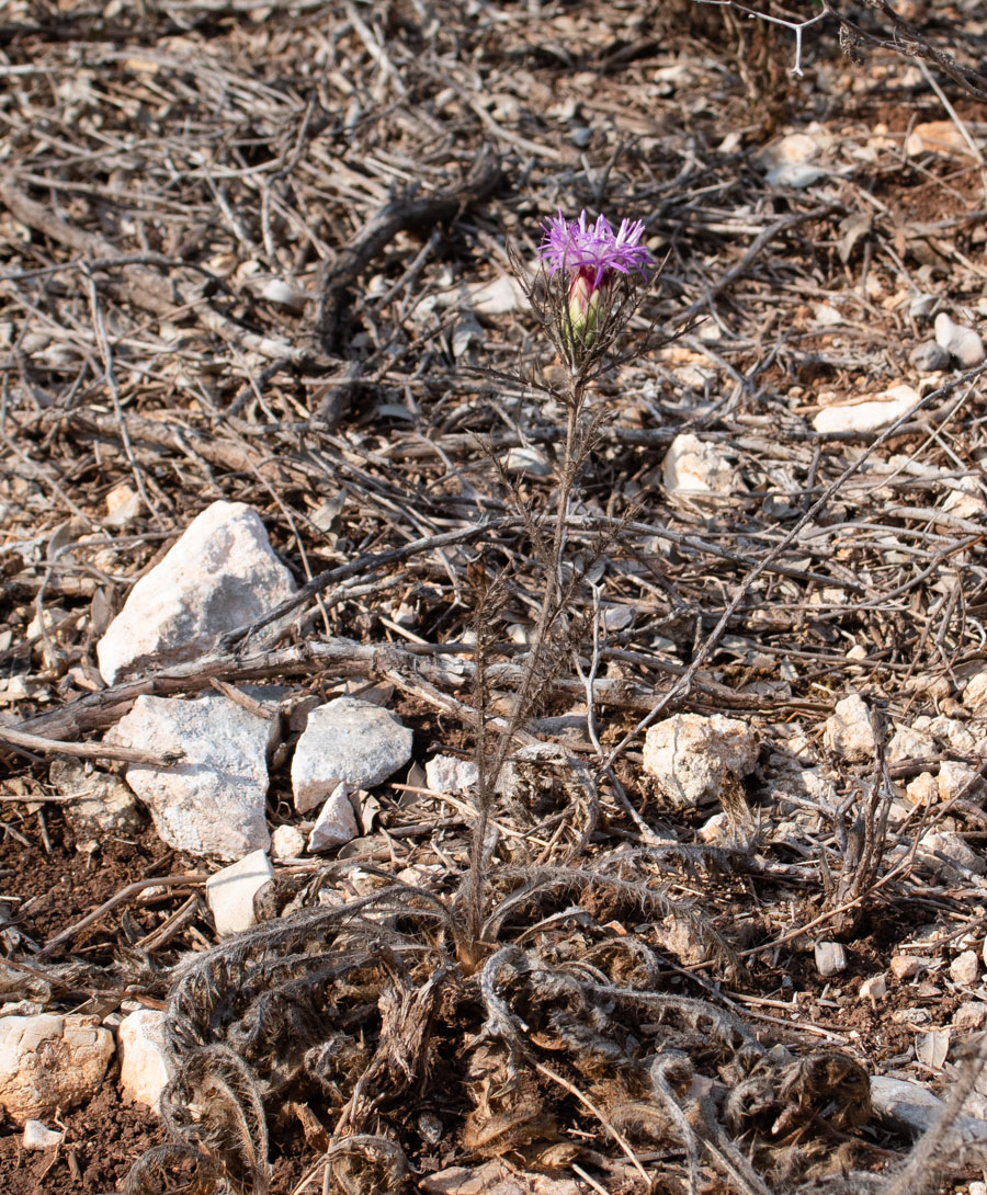 Изображение особи Carlina comosa.