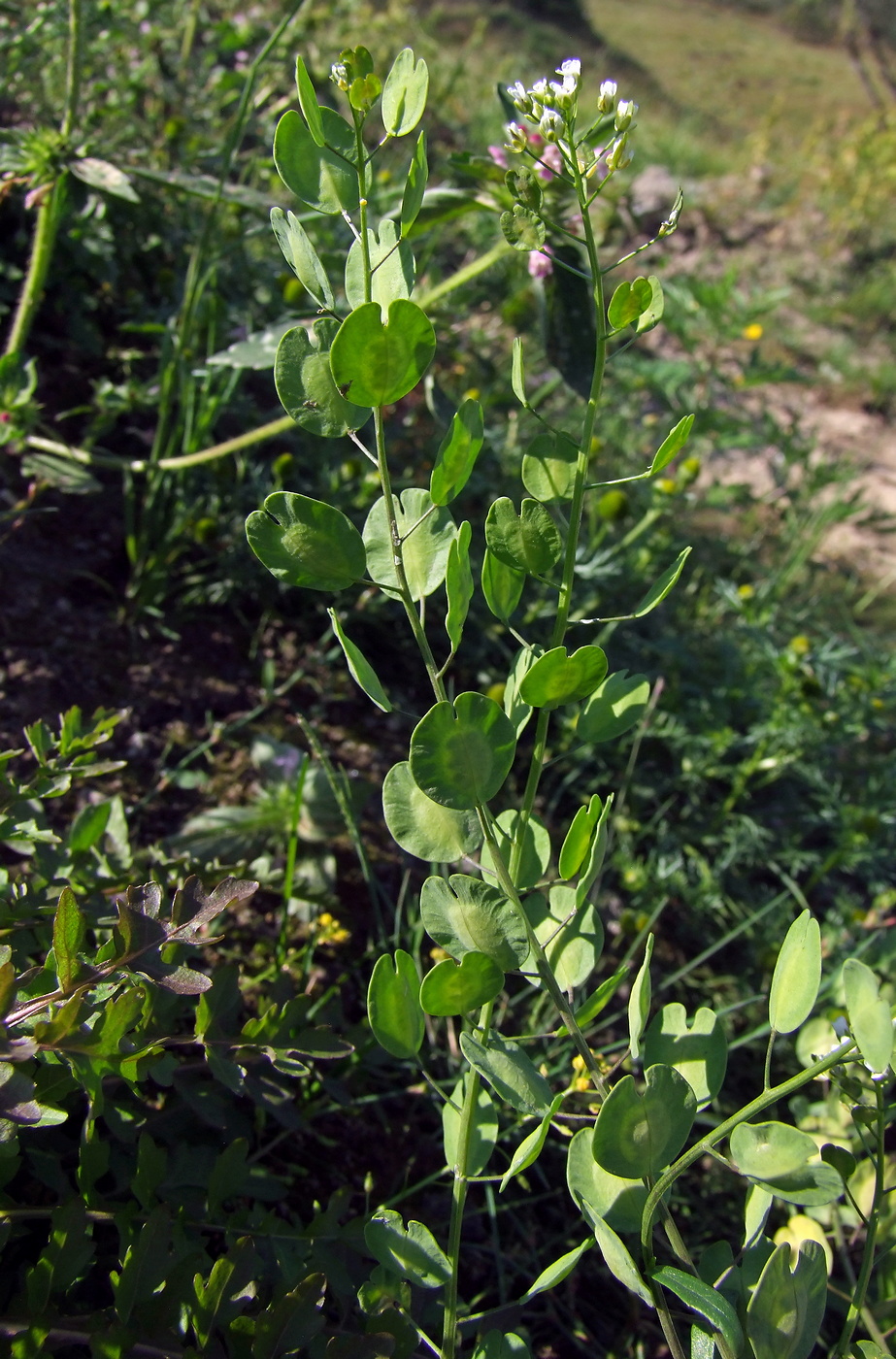 Image of Thlaspi arvense specimen.