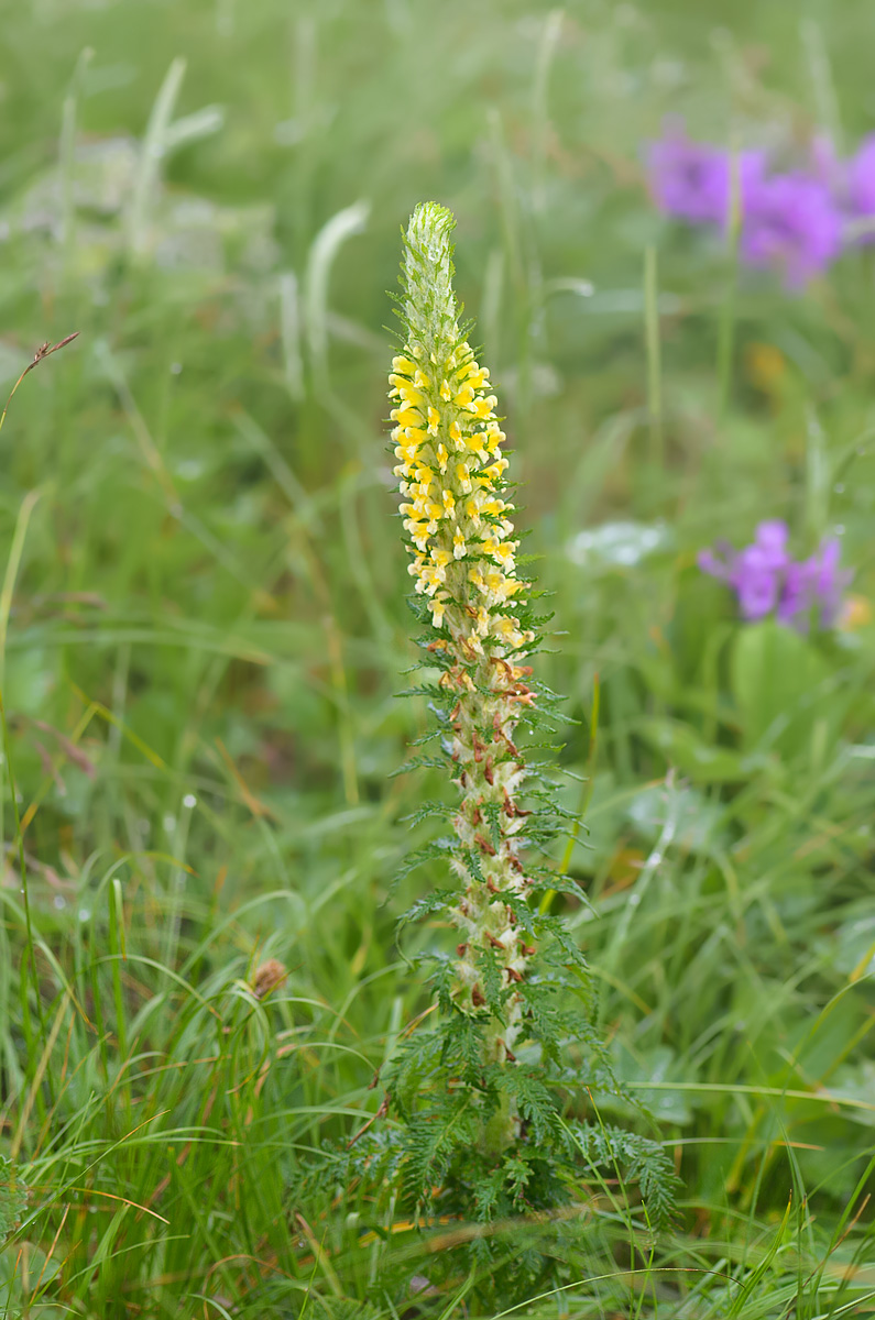 Image of Pedicularis condensata specimen.