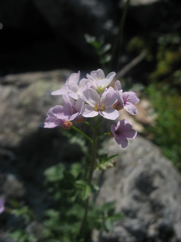Изображение особи Cardamine seidlitziana.