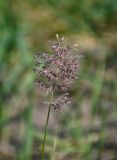 genus Calamagrostis