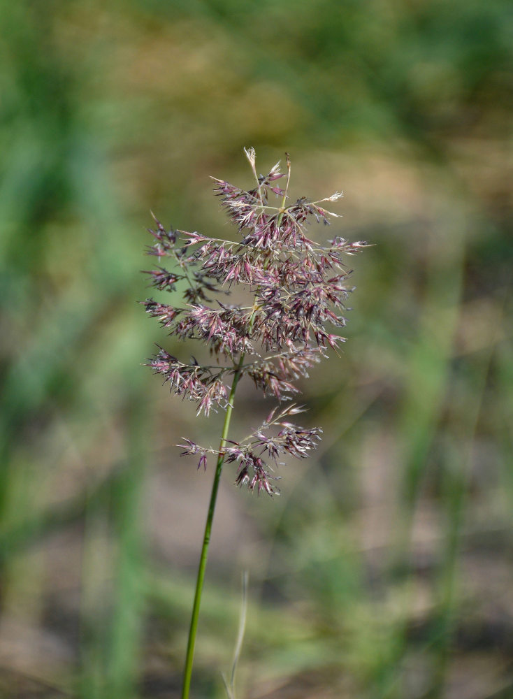 Изображение особи род Calamagrostis.