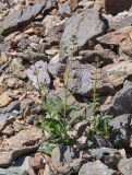 Scrophularia incisa