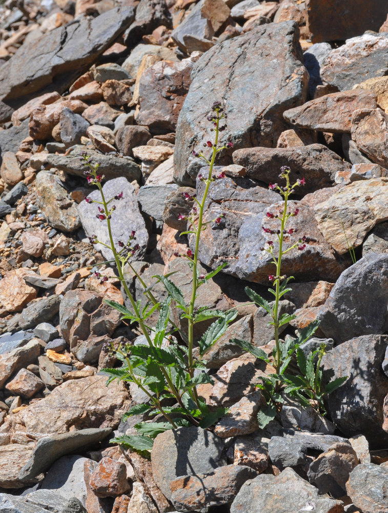 Image of Scrophularia incisa specimen.