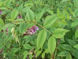 Vicia ramuliflora