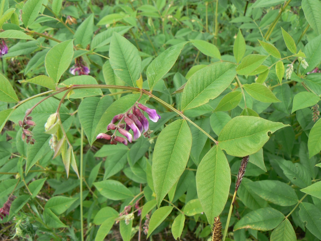 Image of Vicia ramuliflora specimen.