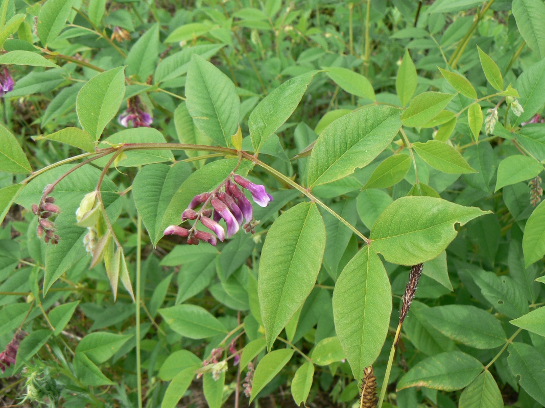 Изображение особи Vicia ramuliflora.