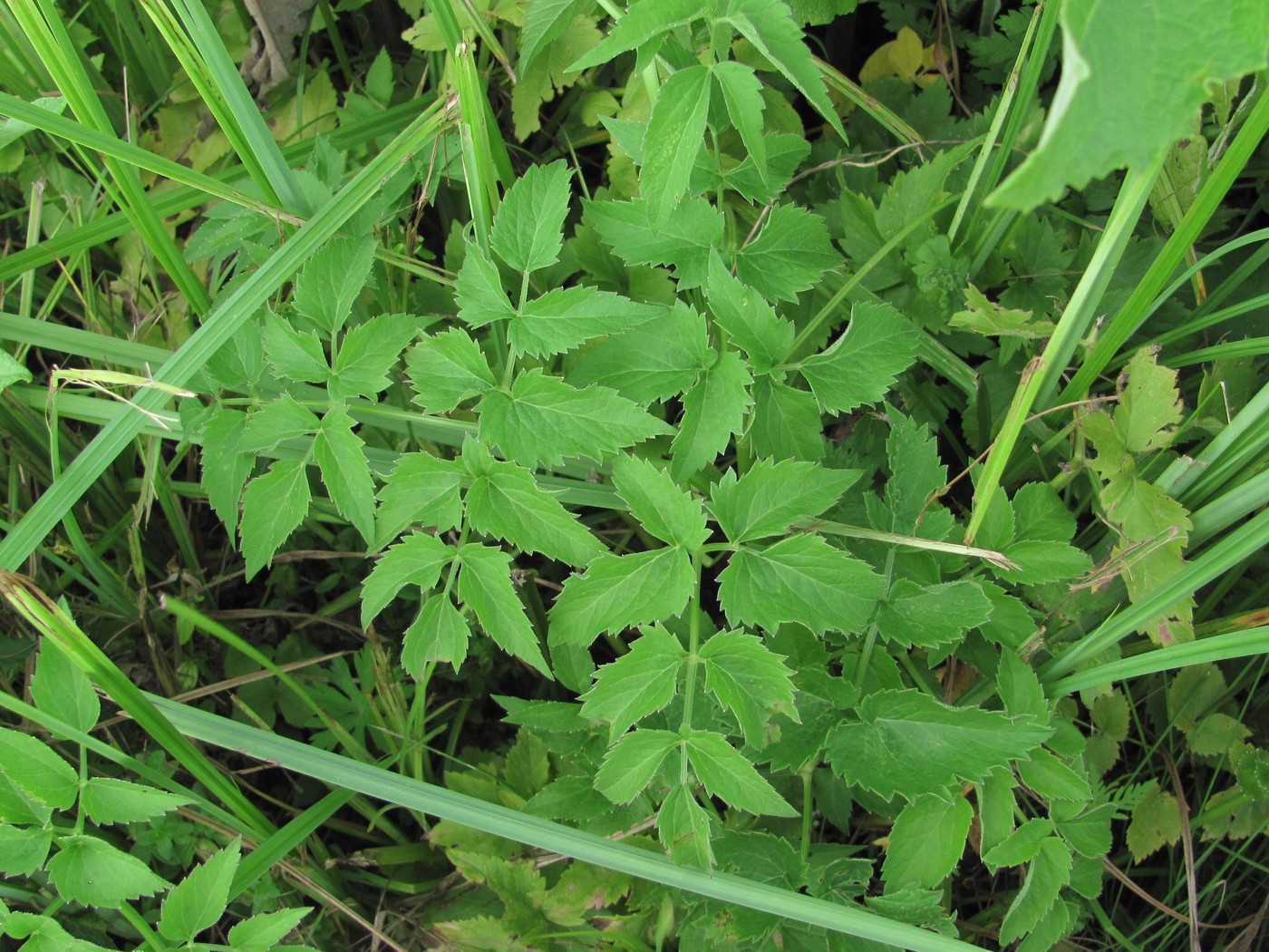 Image of Ostericum palustre specimen.