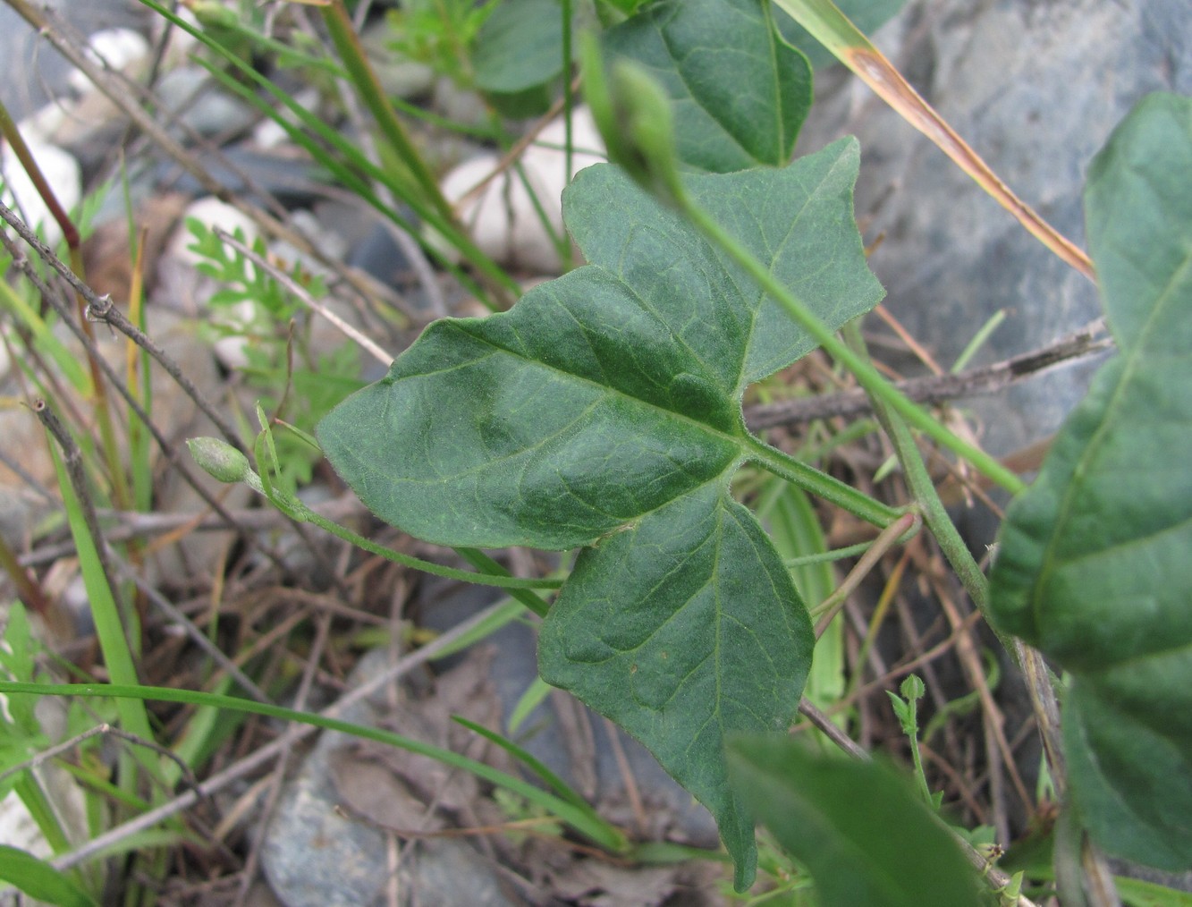 Image of Convolvulus arvensis specimen.