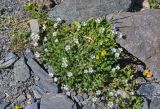 Cerastium pusillum. Цветущие растения (рядом видны цветущие Draba oreades). Алтай, Северо-Чуйский хр., окр. ледника Большой Актру, ≈ 2800 м н.у.м., каменистый склон. 03.07.2021.