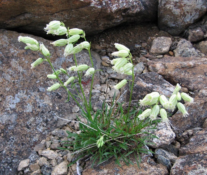 Image of Silene paucifolia specimen.