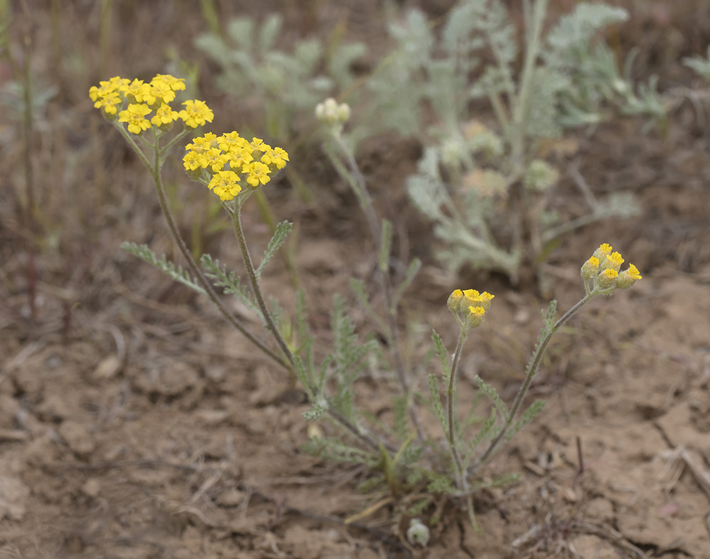 Изображение особи Achillea taurica.