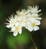 Spiraea flexuosa. Цветки (Spiraea elegans Pojark.). Приморский край, Октябрьский р-н, окр. с. Заречное, гора Сенькина Шапка, западный склон, на каменных развалах в дубовом лесу. 17.05.2022.