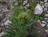 Cirsium obvallatum. Верхушка растения с развивающимися соцветиями. Республика Ингушетия, Джейрахский р-н, окр. урочища Оасег, высота ок. 2200 м н.у.м., край грунтовой дороги, каменистый грунт. 18 июня 2022 г.