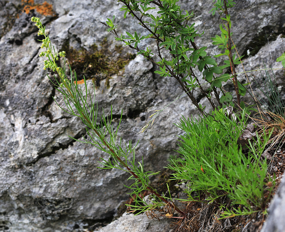 Изображение особи Artemisia commutata.