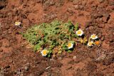 семейство Asteraceae. Цветущее растение. Эфиопия, провинция Бале, аураджа Фасиль, национальный парк \"Горы Бале\", плато Санети, высота 4100 м н.у.м. 28.12.2014.