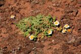 familia Asteraceae. Цветущее растение. Эфиопия, провинция Бале, аураджа Фасиль, национальный парк \"Горы Бале\", плато Санети, высота 4100 м н.у.м. 28.12.2014.