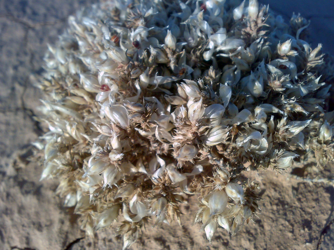 Image of Nanophyton iliense specimen.