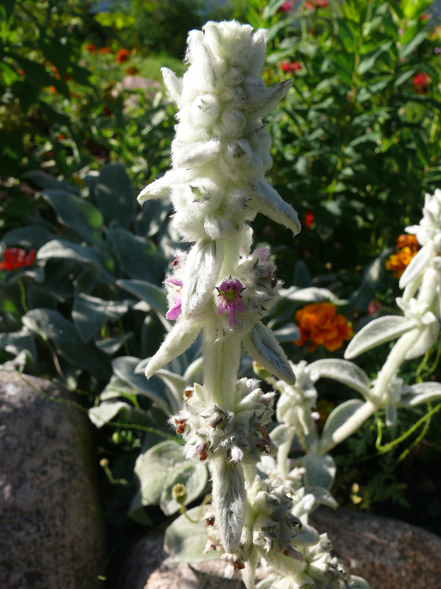 Изображение особи Stachys byzantina.