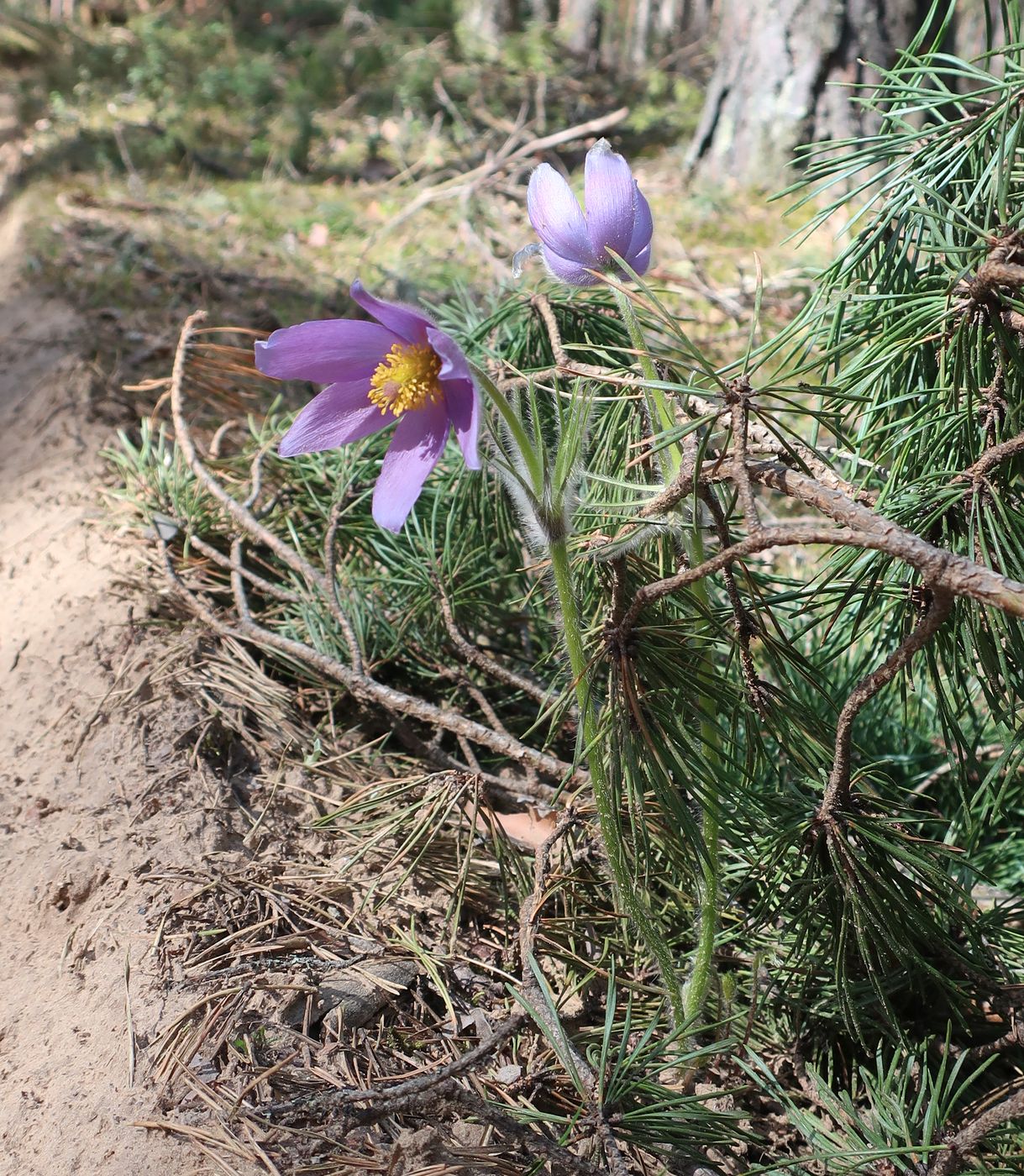 Image of Pulsatilla patens specimen.