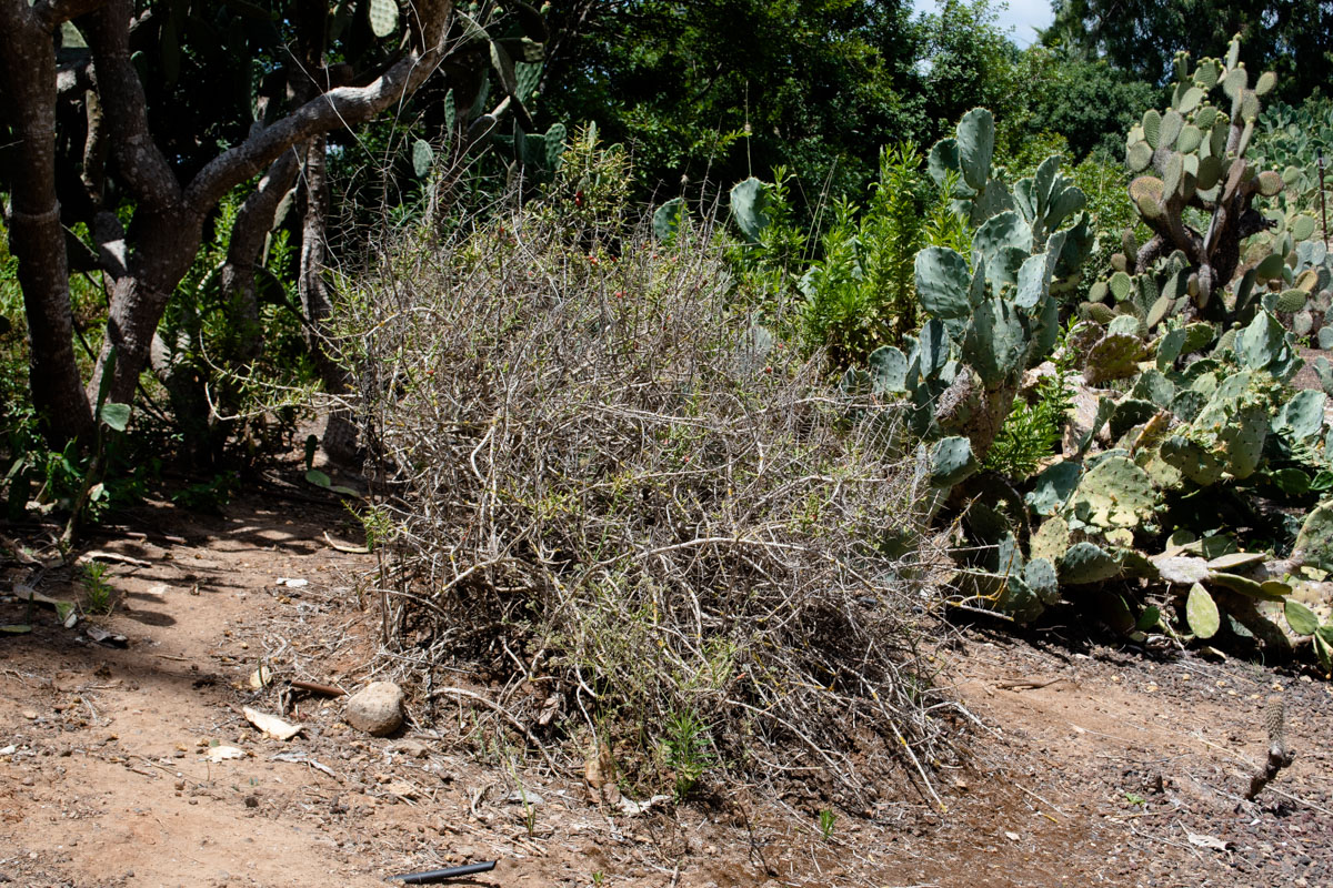 Изображение особи Cylindropuntia leptocaulis.