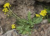 Sisymbrium lipskyi. Цветущее растение. Кабардино-Балкария, Зольский р-н, северные склоны Эльбруса, окр. ур. Аэродром, выс. ок. 2650 м н.у.м., скальная осыпь. 14.07.2022.