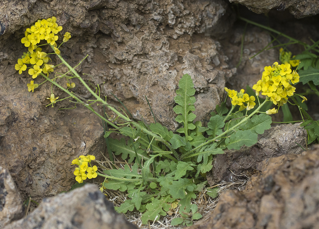 Image of Sisymbrium lipskyi specimen.