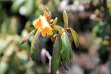 Rhododendron cinnabarinum