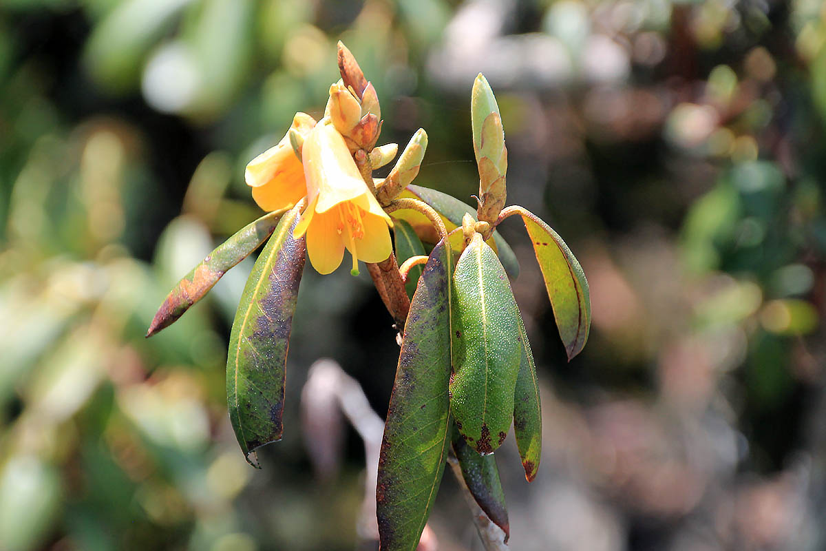 Image of Rhododendron cinnabarinum specimen.