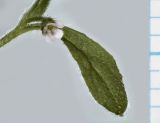 Bothriospermum tenellum
