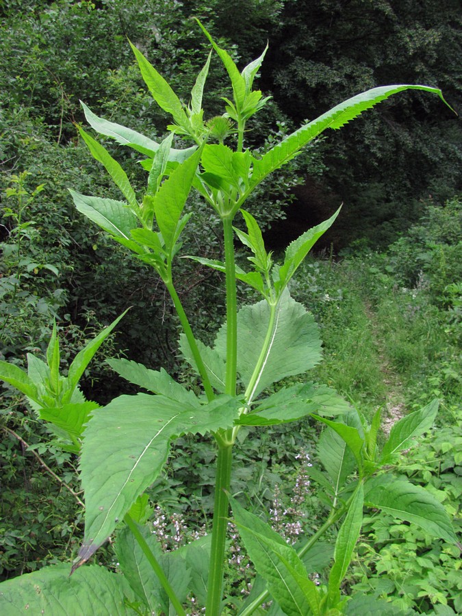 Image of Dipsacus strigosus specimen.