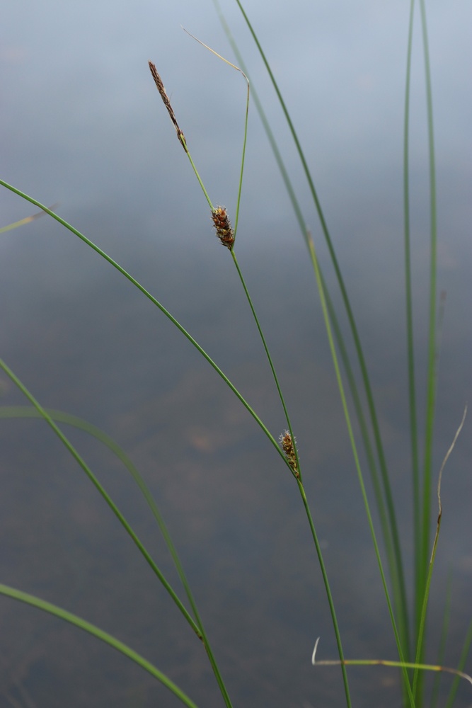 Изображение особи Carex lasiocarpa.