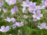 Geranium sylvaticum