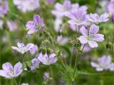 Geranium sylvaticum. Верхушки побегов с цветущими и отцветшим цветками и бутонами. Карелия, Ладожское озеро, северный берег о. Пикатинсаари, разнотравный луг. 14.06.2021.