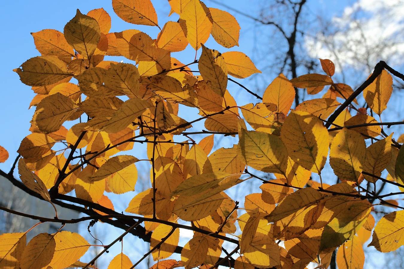 Изображение особи Cerasus vulgaris.