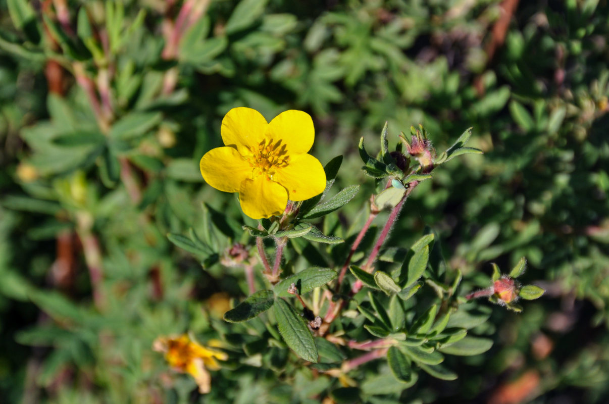 Image of Dasiphora fruticosa specimen.