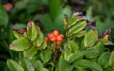 Sorbus sambucifolia. Верхушка побега с соплодием. Курильские о-ва, о-в Кунашир, мыс Сукачёва, луговой склон, на краю обрыва. 22.08.2022.