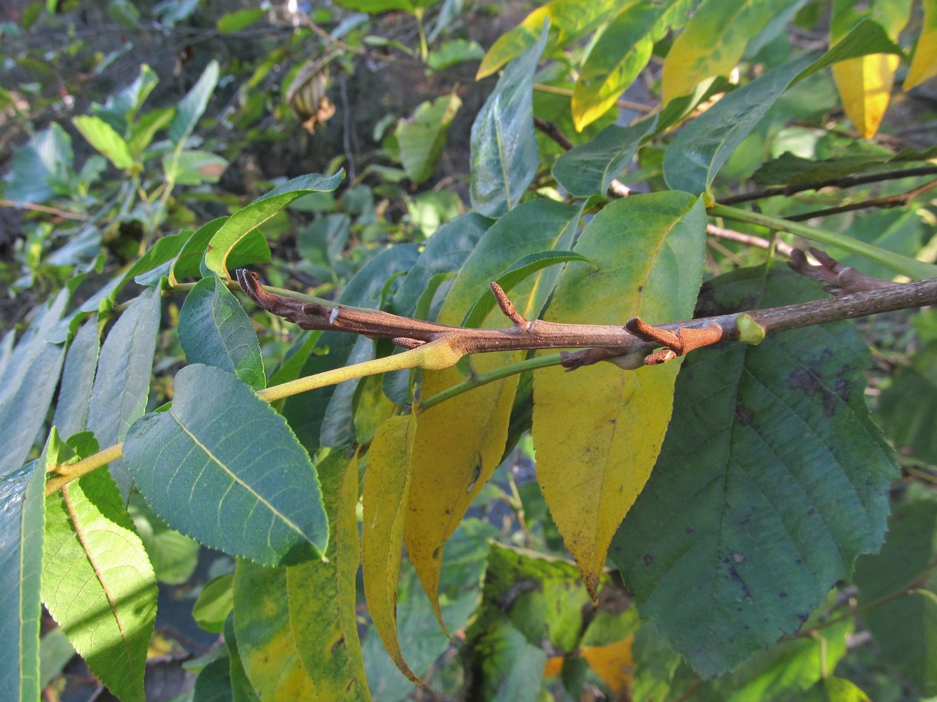 Image of Pterocarya fraxinifolia specimen.