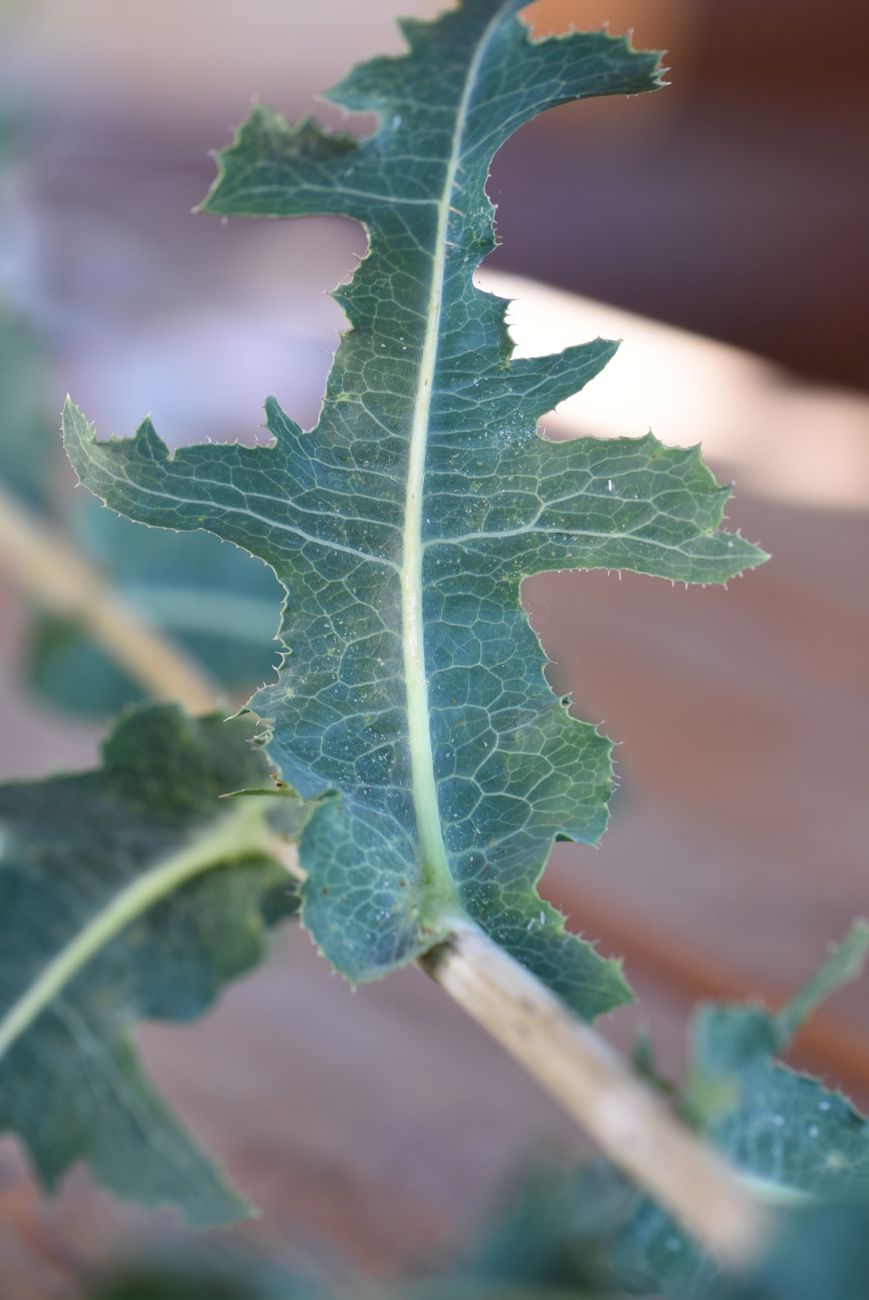 Image of Lactuca serriola specimen.