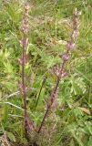 Pedicularis anthemifolia