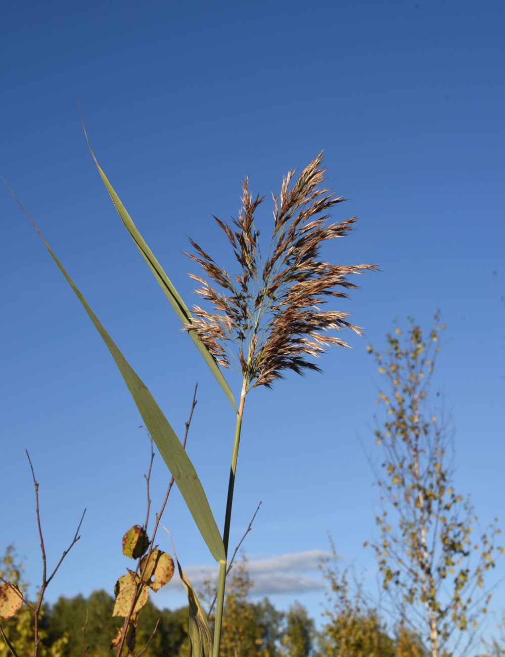 Изображение особи Phragmites australis.