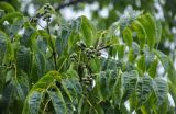 Phellodendron amurense. Верхушка ветви с соплодием с незрелыми плодами. Приморье, г. Находка, у дороги. 03.08.2021.