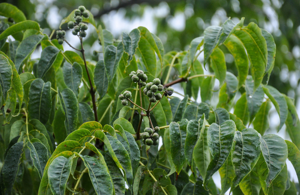 Изображение особи Phellodendron amurense.