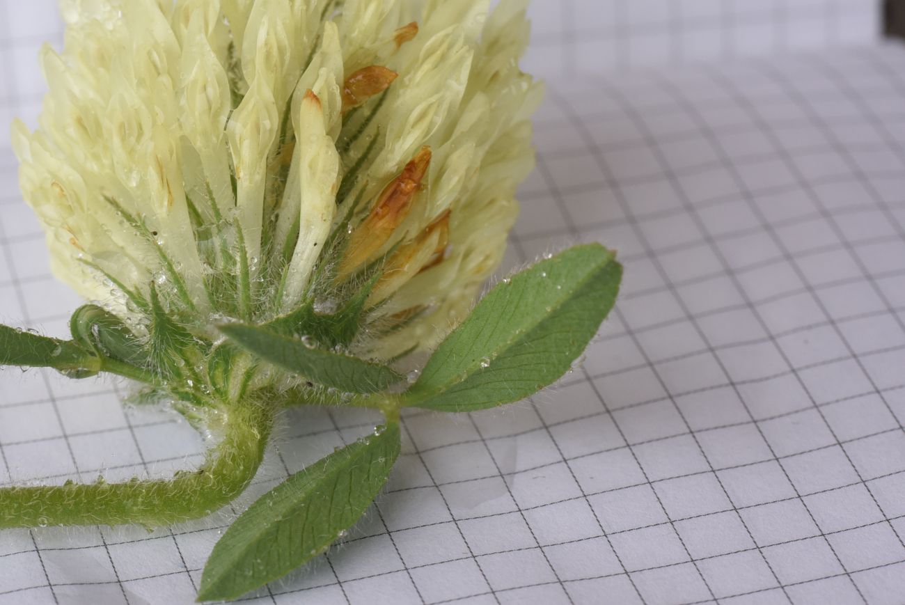 Изображение особи Trifolium canescens.