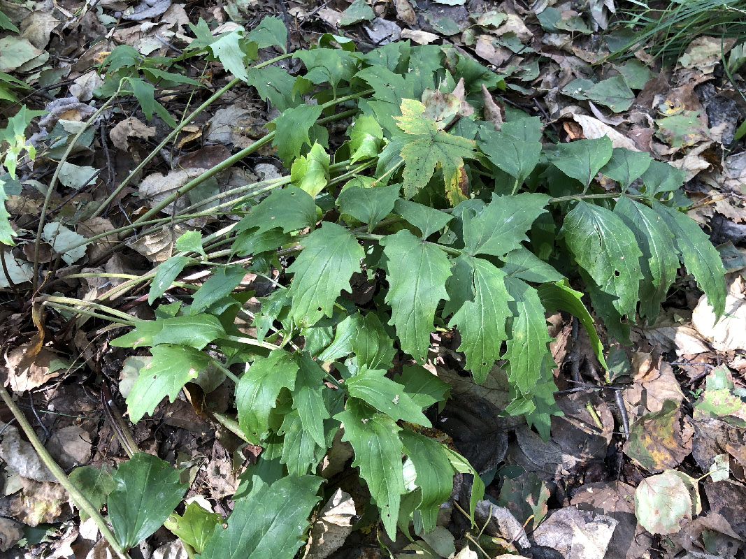 Изображение особи Valeriana officinalis.